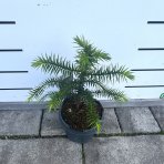 Araukária andská (Araucaria araucana) - výška 25-35 cm; kont. C3L (-18°C)